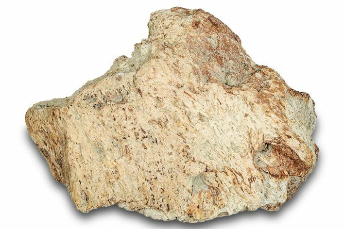 Dinosaur (Triceratops) Frill Shield Section - Montana #264971